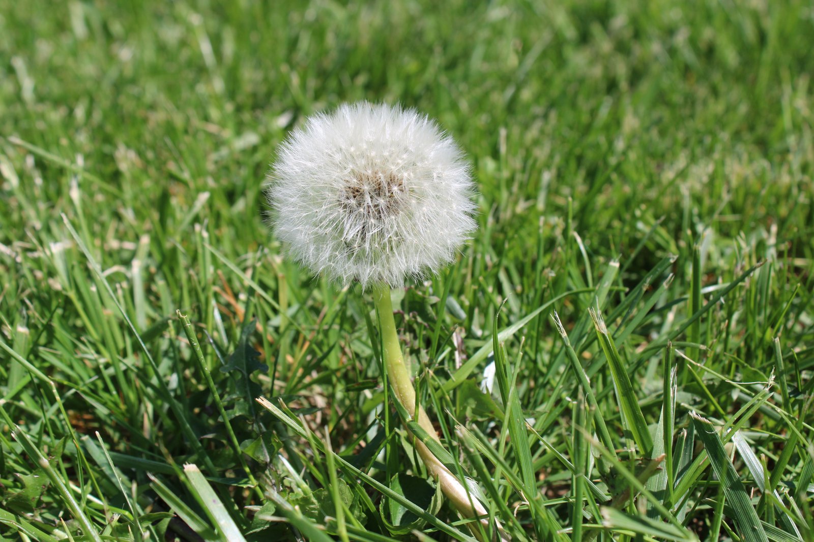 How The Pink Dandelion Collective began